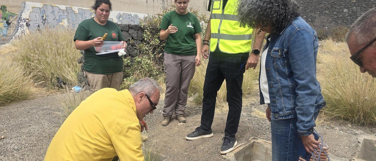 Más de 300 lagartos de Gran Canaria caen en las trampas puestas en Telde en solo dos semanas