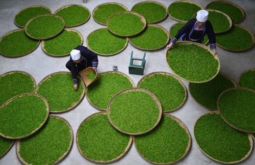 Ethnic Dong women work at a tea leaf processing factory in Liping county