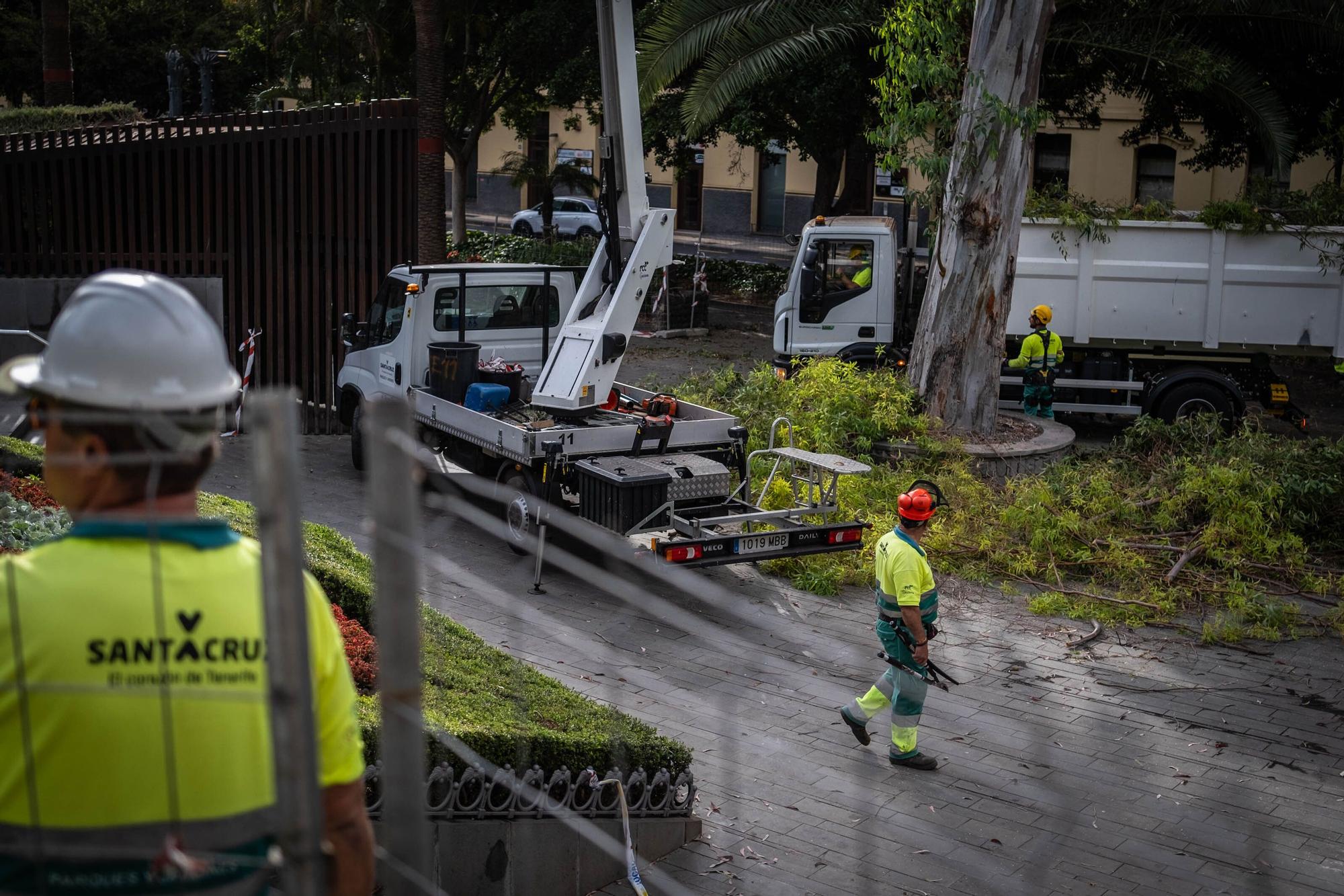 El Ayuntamiento de Santa Cruz tala un árbol en el Parque García Sanabria después de que una de sus ramas cayera sobre un turista.