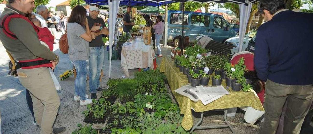 Mercado de semillas y plantas celebrado en Mosteiro, Meis. // Iñaki Abella