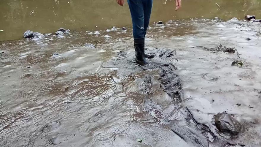 Lodos en el río Tera, en Trefacio (Sanabria)