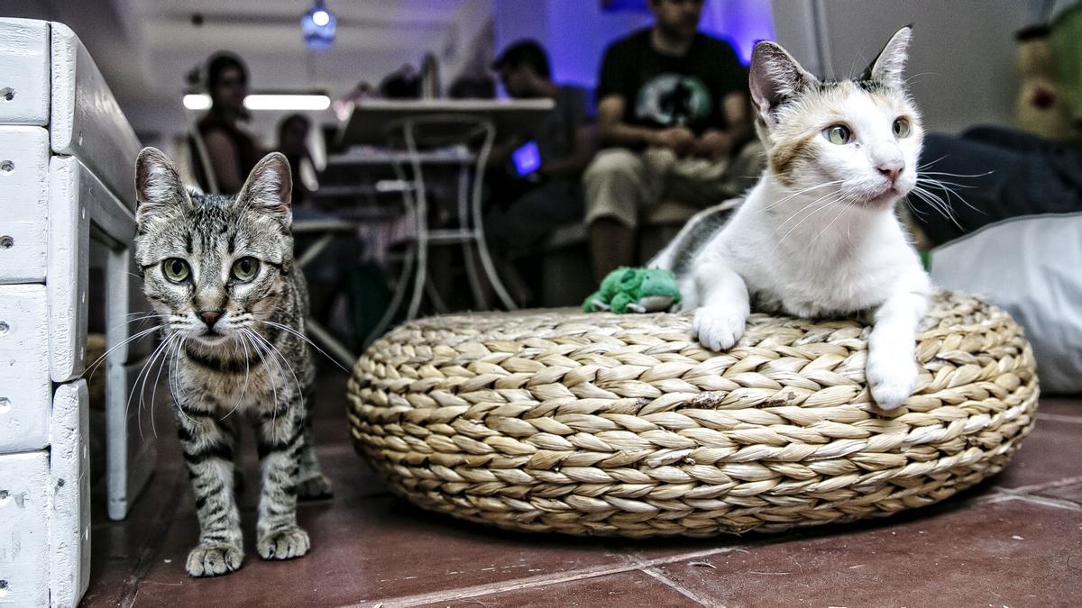 Dos gatos del 'cat café' de Gràcia Espai de Gats.
