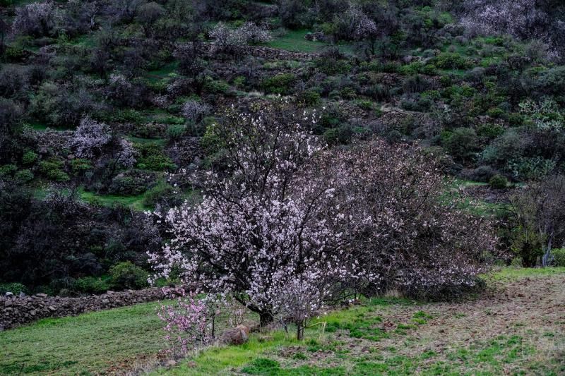 Almendros en flor en Guayadeque