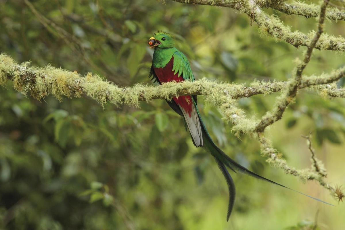 Los Quetzales