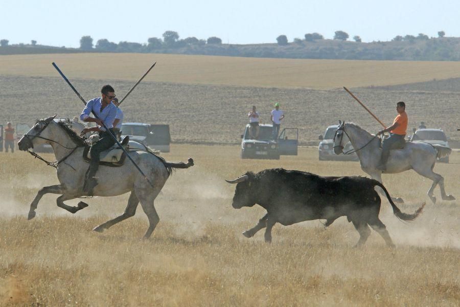 Fiestas en Moraleja del Vino: Encierro