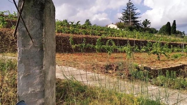 Viñedos escalonados de Jesús Pobre recuperados por la cooperativa Dotze Ceps.