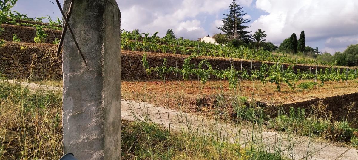 Viñedos escalonados de Jesús Pobre recuperados por la cooperativa Dotze Ceps.