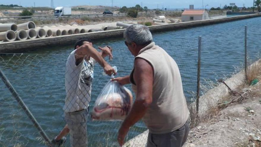 Denuncian ante el Seprona la muerte de peces en el Pantanet