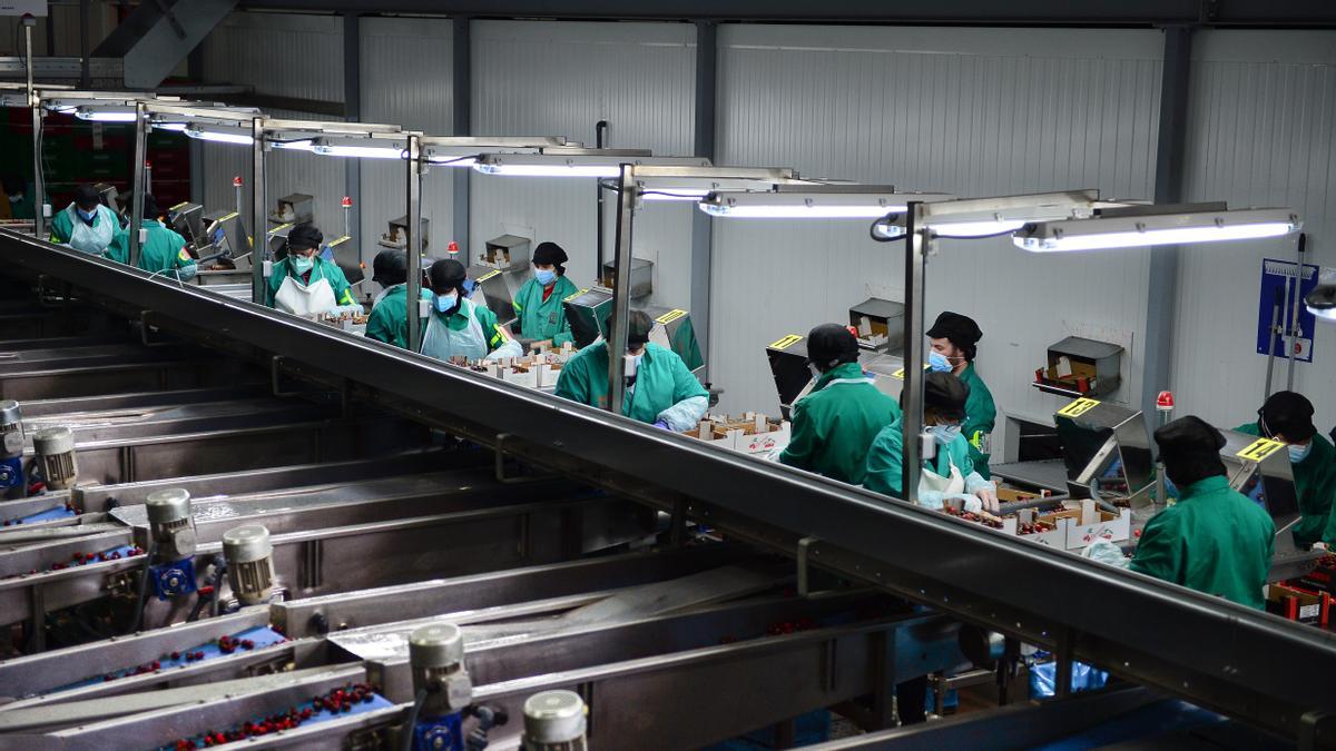 Trabajadores en una central hortofrutícola extremeña.