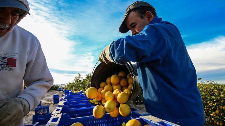 La producción de los limones más rentables para la Vega Baja cae a la mitad