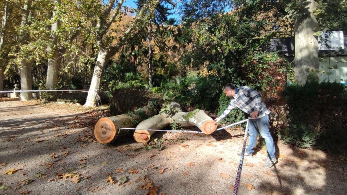 Sergi Cot obsevant el tronc del plàtan caigut.