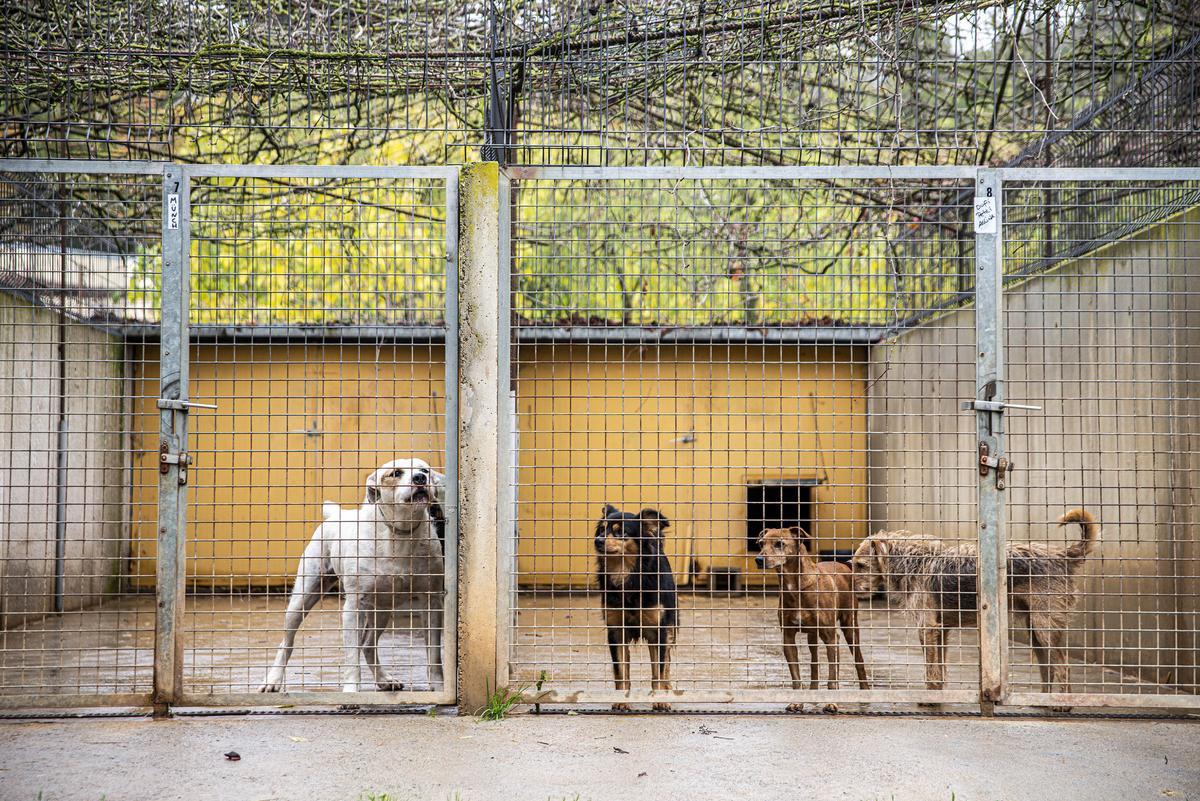 Alguns dels gossos que viuen al refugi