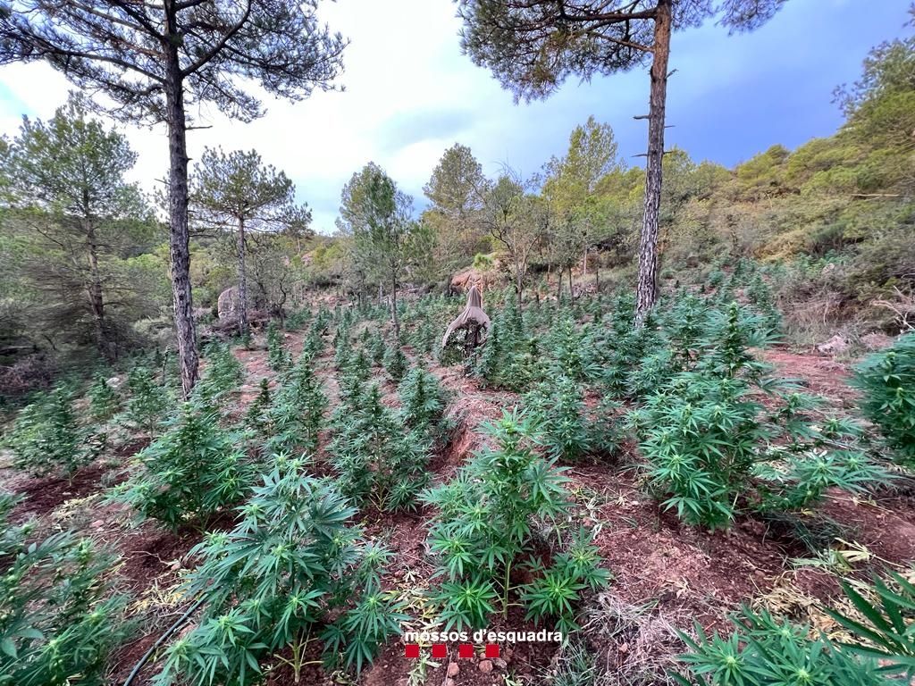 Camps de cultiu de marihuana en una zona boscosa d'Aguilar de Segarra