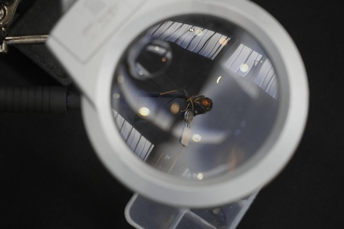 Feria Meliza: Soluciones inteligentes frente a los desafíos de la apicultura.