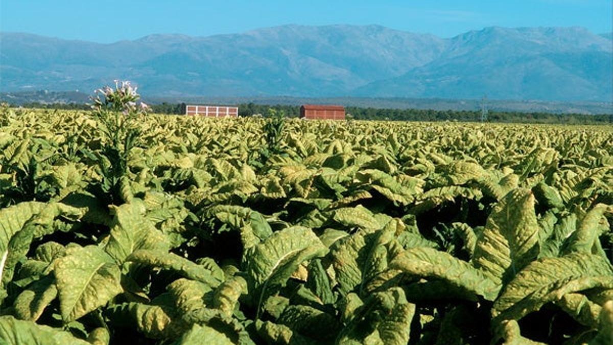 Nueva ruta por las plantaciones de tabaco de Extremadura