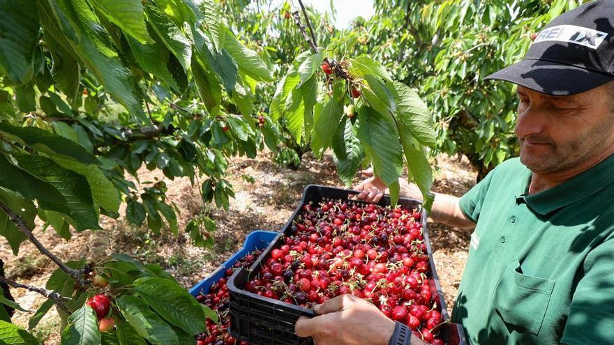Buenas noticias para la cereza: cierra su mejor campana en Alicante en seis años con unos beneficios de 15 millones de euros