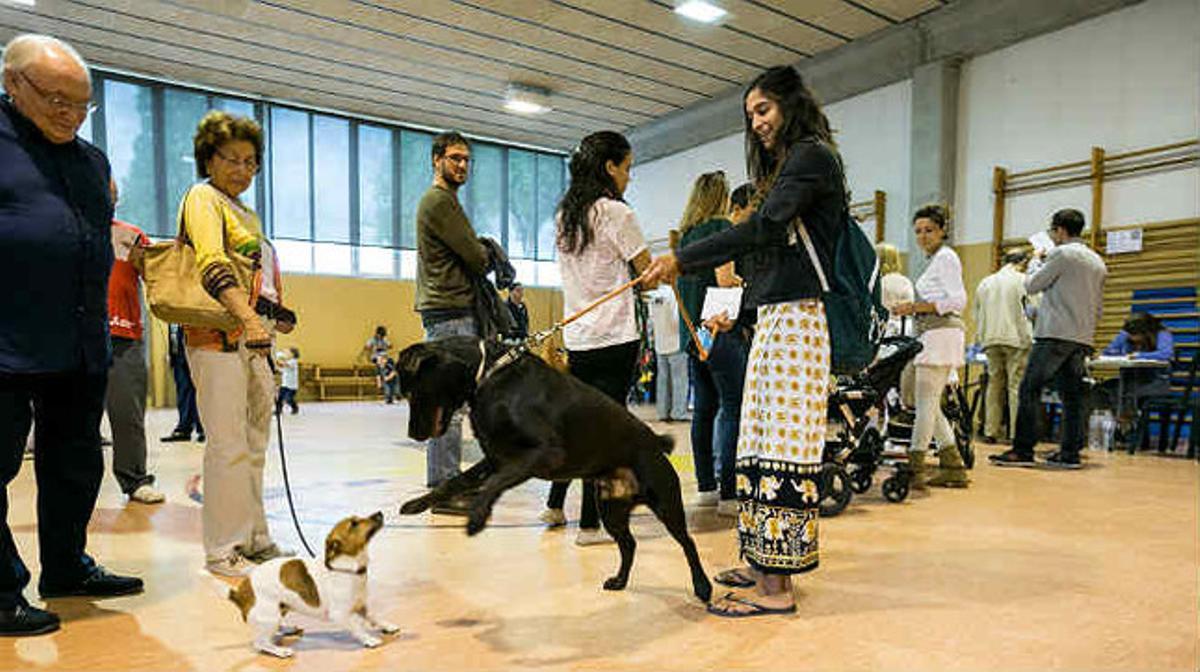 Perros jugando en la cola de votación en el CEIP Gerbert d’Orlhac de Sant Cugat.
