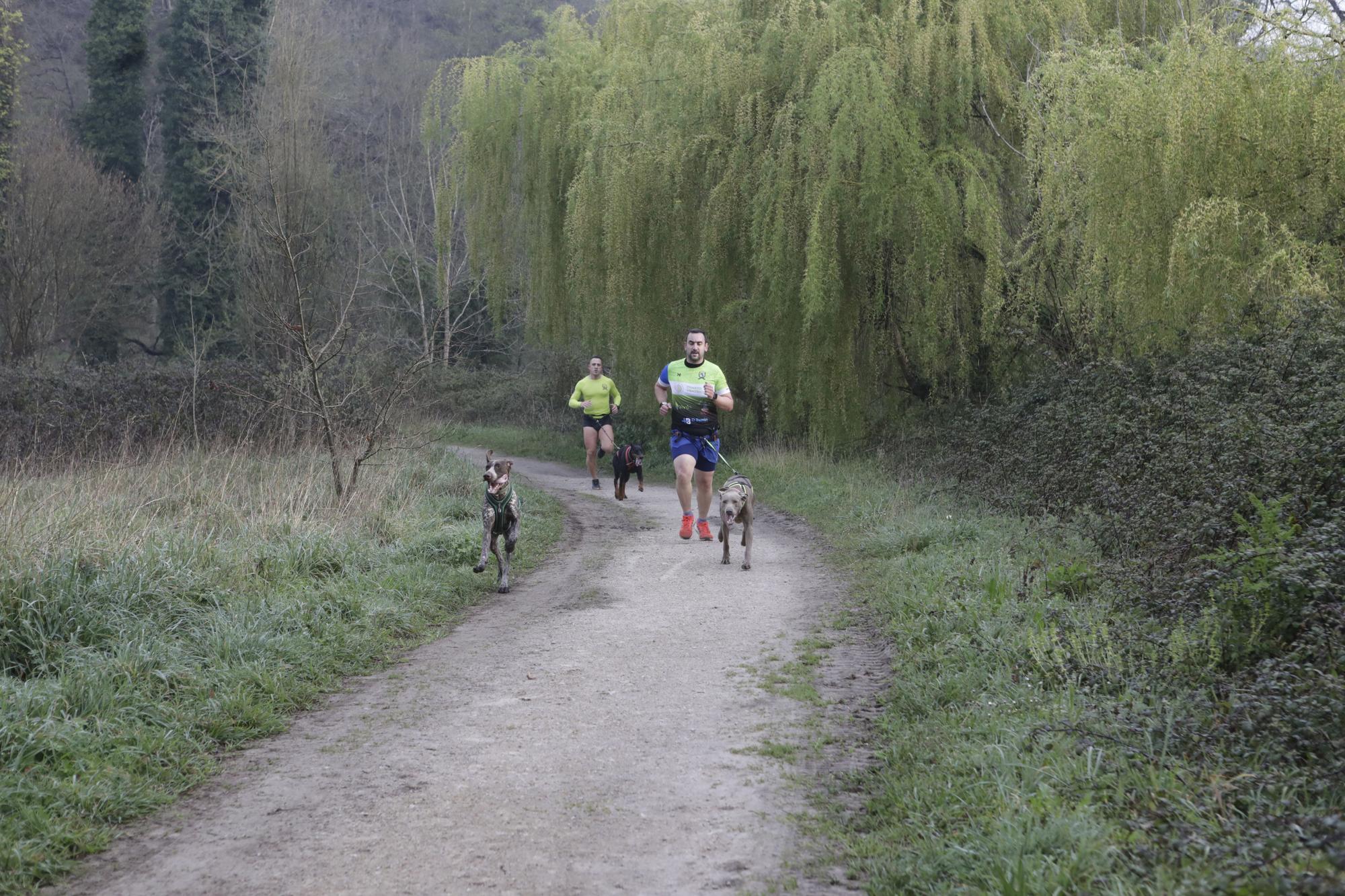 Los corredores del Celtastur de Llanera y sus perros preparan el Mundial en La Morgal: cuatro de sus integrantes estarán en la cita de Plédran (Francia)