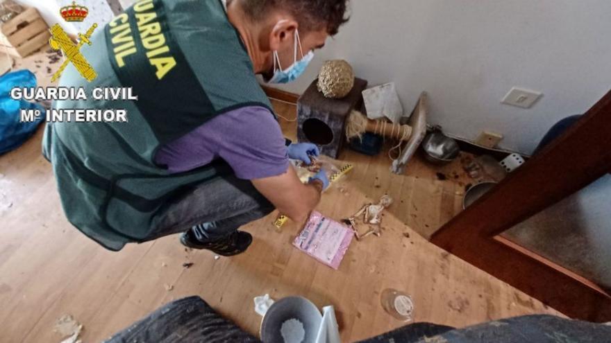 Investigan a una vecina de Monte Porreiro por dejar morir de hambre a tres gatos y un perro