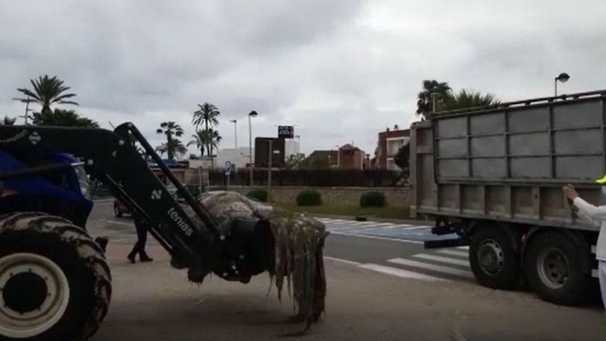 VÍDEO | La retirada del calamar gigante de la playa del Grau