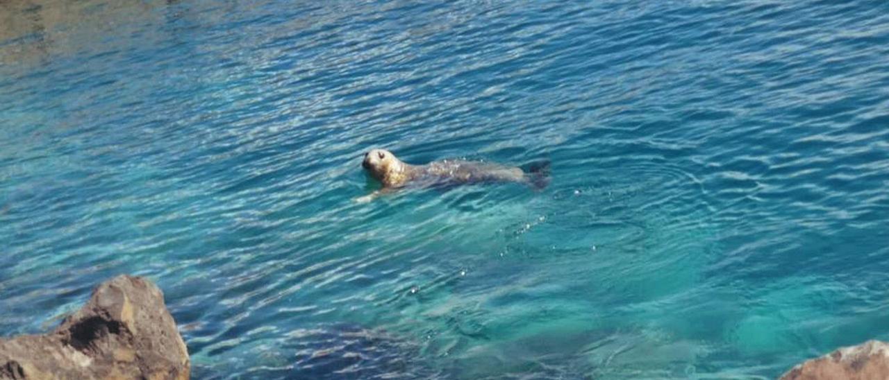 Una foca gris, nueva vecina del Puerto