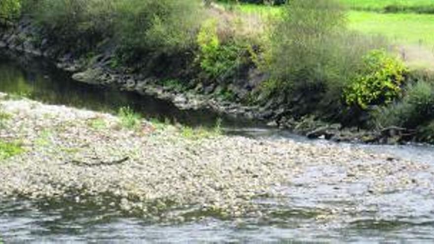 El río Narcea a su paso por Salas.| reproducción de l. v.