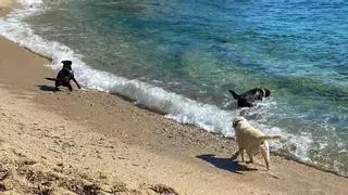 Dos de cada tres municipios costeros tendrán playa para perros este verano