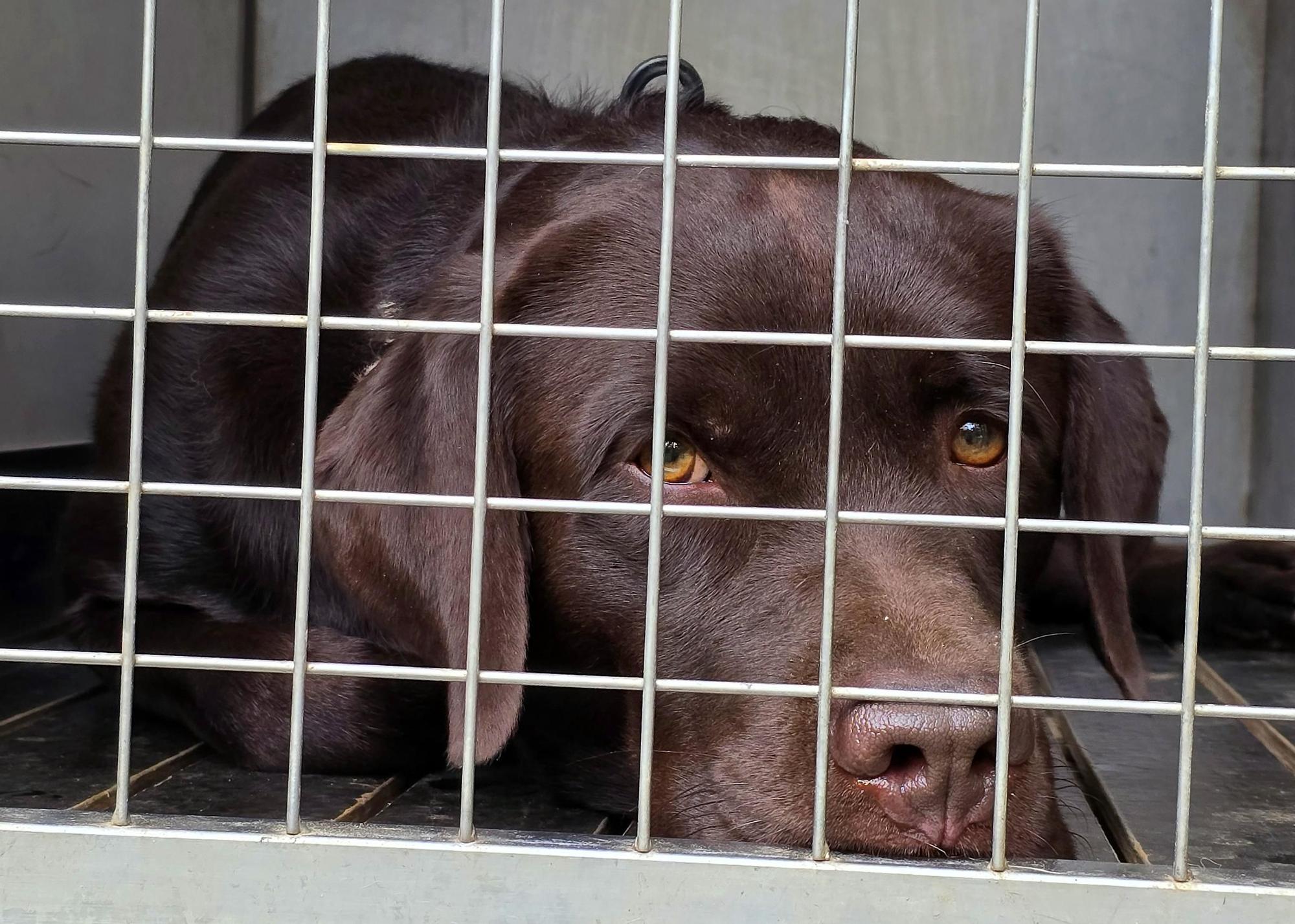 Exhibición de la Policía Nacional en el auditorio de Castrelos en Vigo
