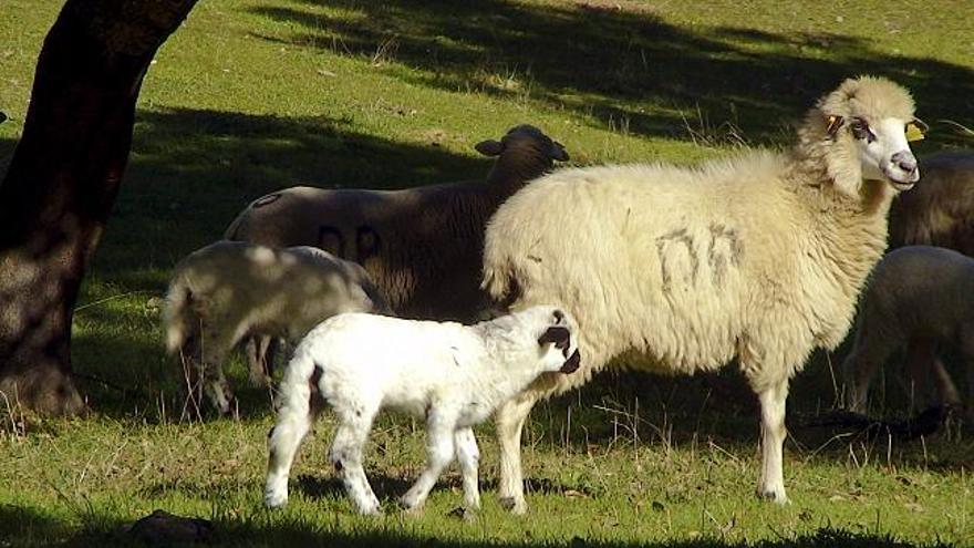 Ejemplar con su cria de oveja churras lebrijana, una especie autóctona de la provincia de Sevilla que está en peligro extremo de extinción por la poca rentabilidad económica de su lana, que se usaba sobre todo para rellenar los colchones y cuyos ultimos ejemplares se conservan en una finca de la Diputacion de Cazalla de la Sierra.