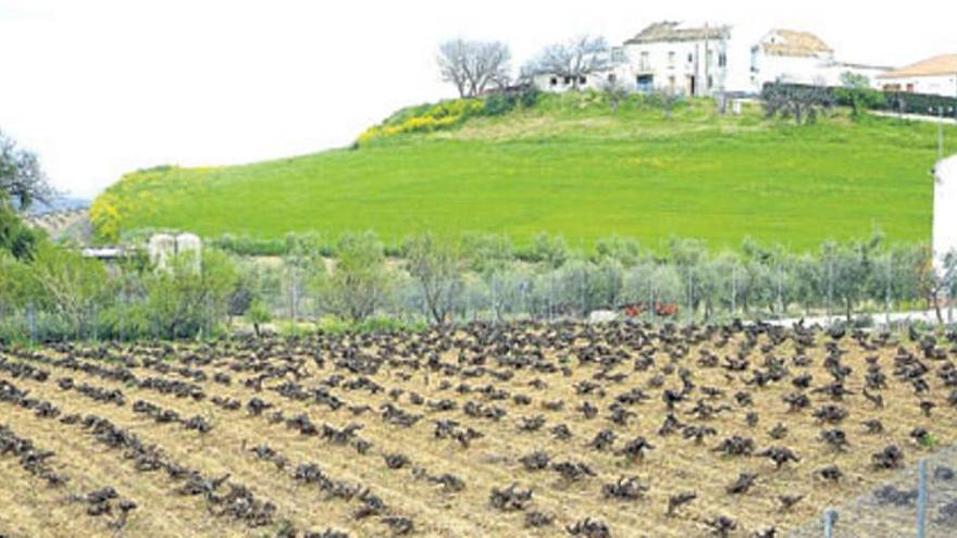 Las lluvias se llevan el 30% de la cosecha de herbáceos