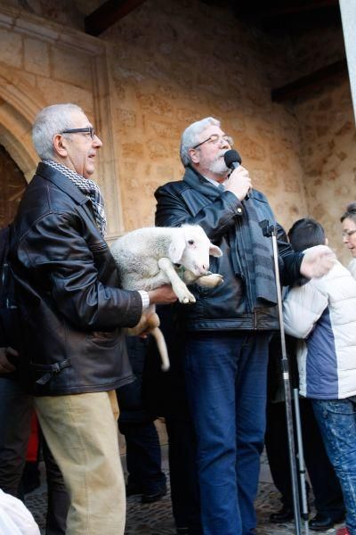 Los perros gobiernan por san Antón en Zamora