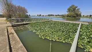 La Confederación Hidrográfica del Guadiana realiza una segunda prueba para determinar la presencia de cianobaterias en el Guadiana