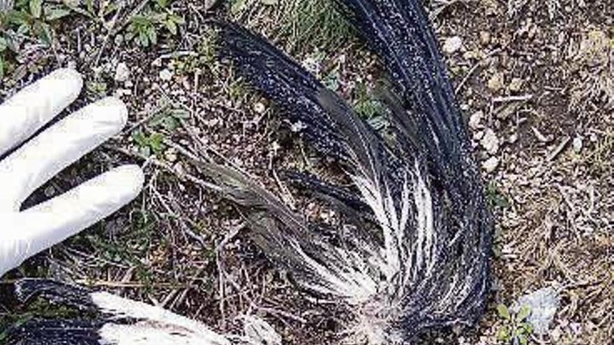 Los restos de un avefría encontrados en A Lanzada. // Aula de la Naturaleza de Siradella