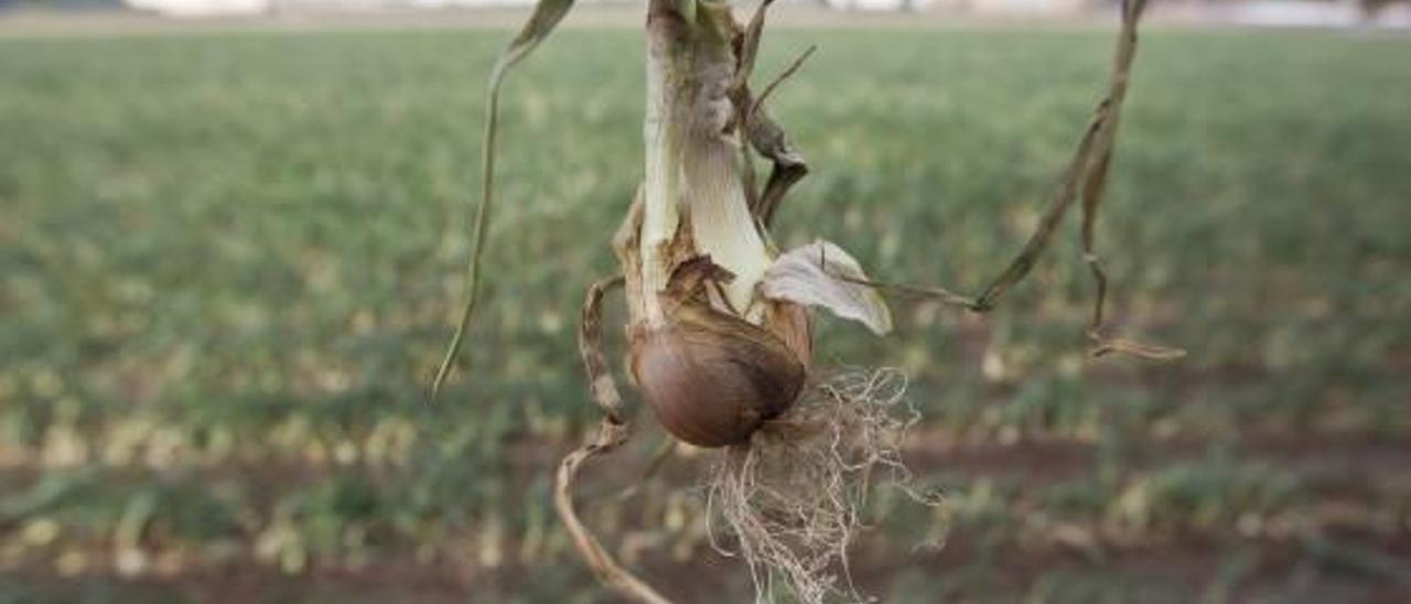 Un hongo y las altas temperaturas destruyen el 90 % de la cosecha de cebollas de l&#039;Horta Nord
