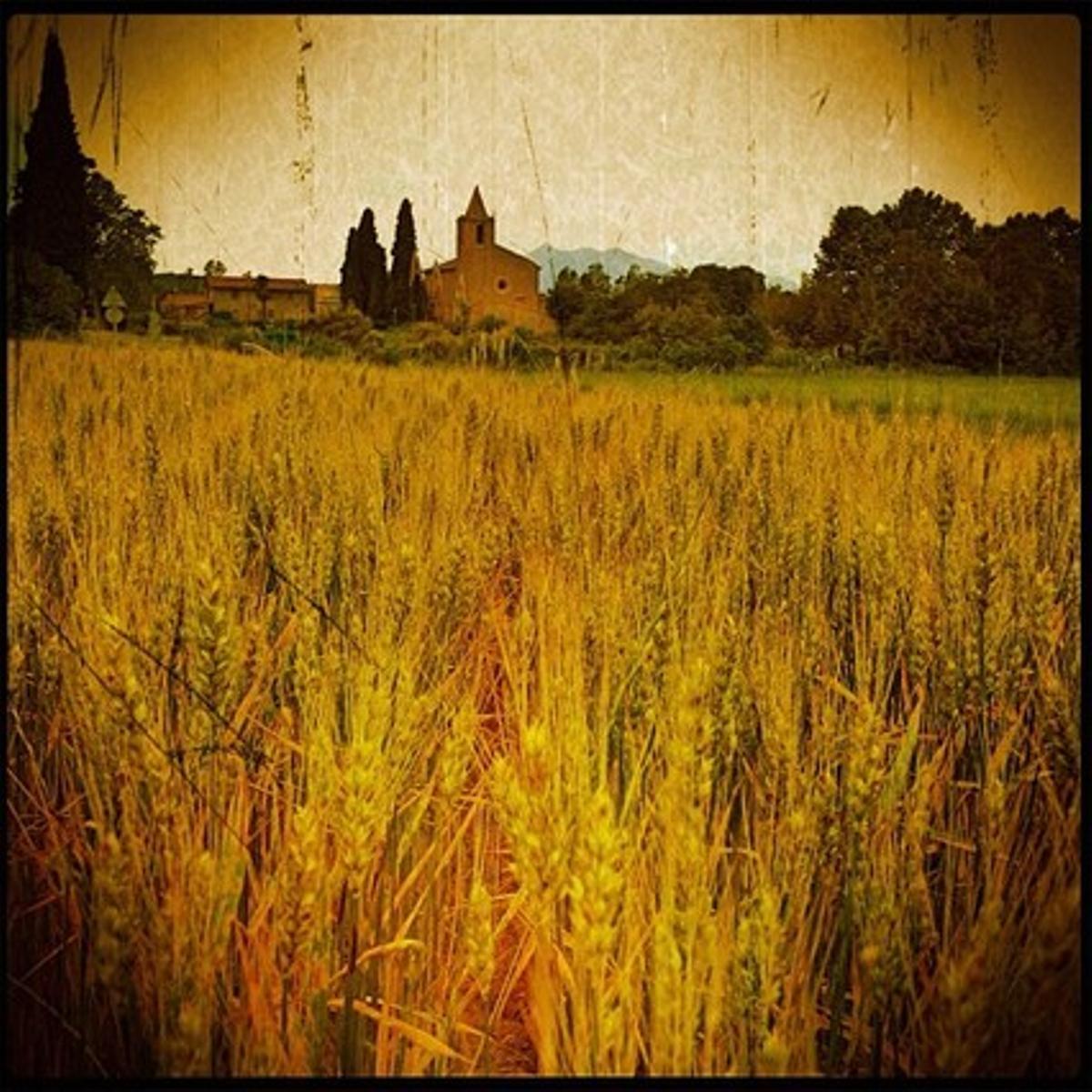 Un camp de l’Empordà (Girona).