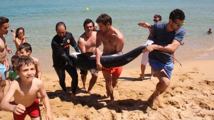 Apareix un tauró mort de 2 metres a la platja de Santa Cristina de Lloret de Mar