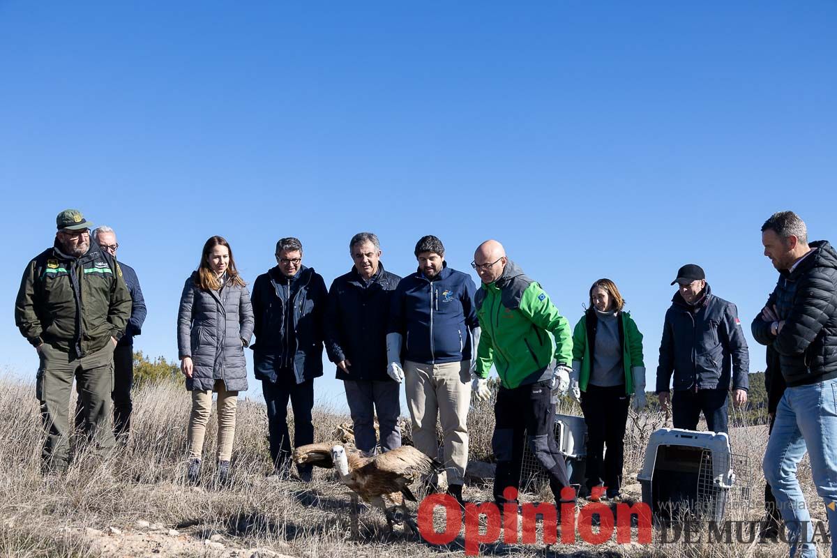 Suelta de dos buitres leonados en la Sierra de Mojantes en Caravaca