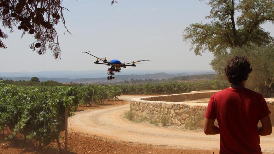 Un dron sobrevuelva los campos de  Requena.