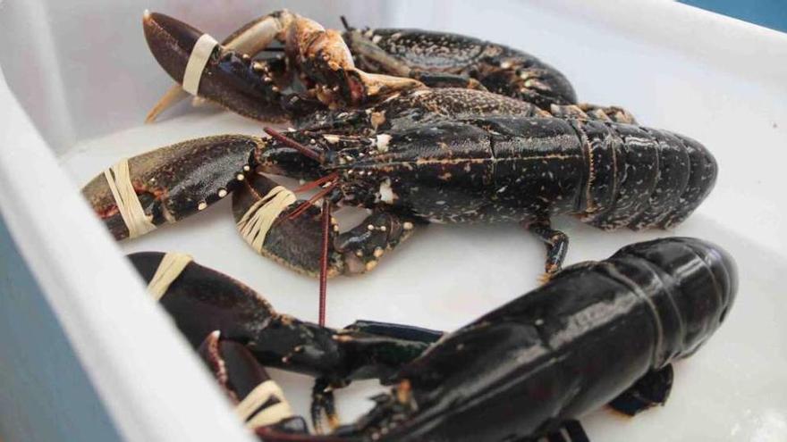 Varios ejemplares de bogavante listos para subastar en una lonja gallega.