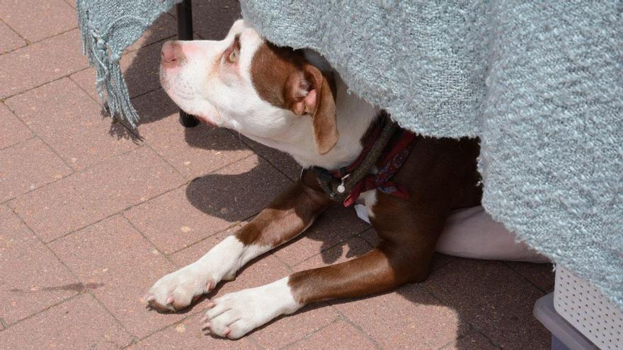 Los expertos coinciden: el golpe de calor en perros puede llegar en pocos minutos y acabar en urgencias