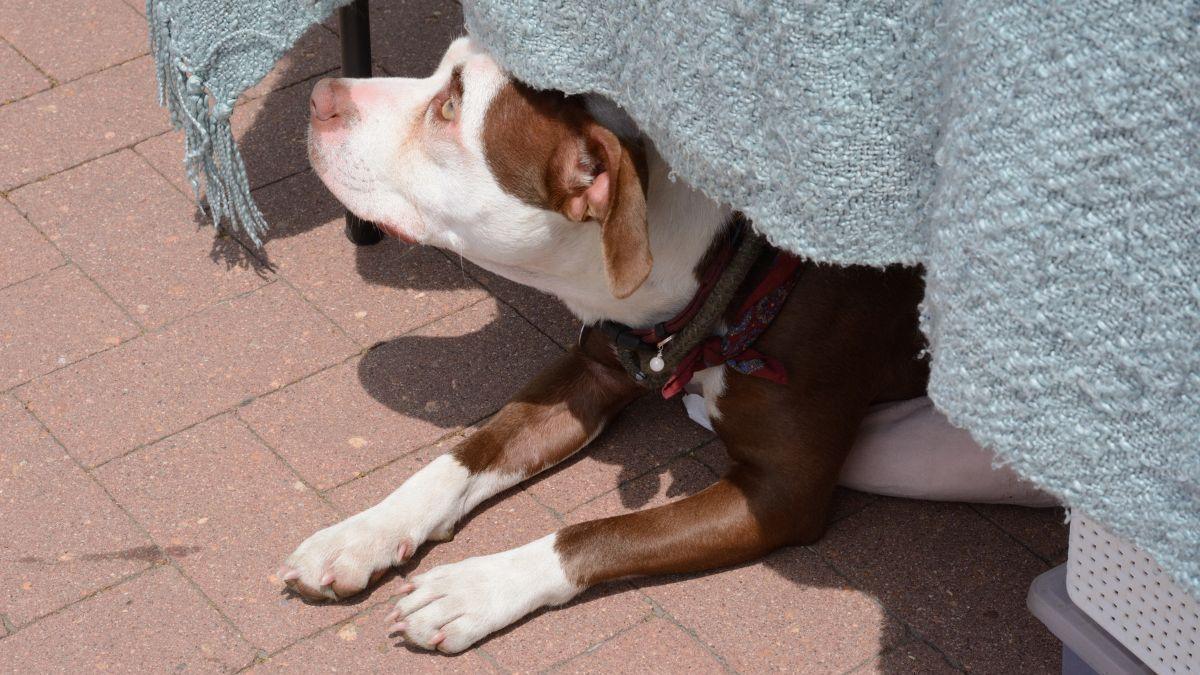 El peligro del calor en perros que muchos dueños no ven hasta que ya es tarde