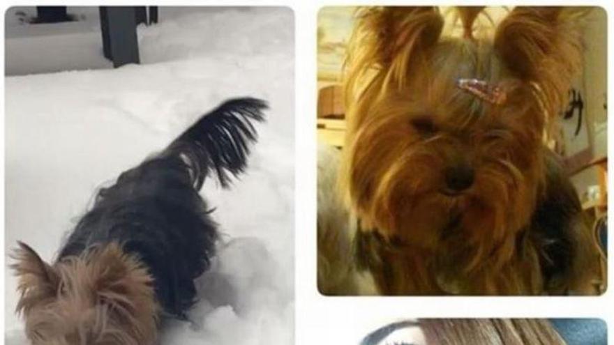 Mariló Montero llora la muerte de su perrita Lola en Nueva York el día de San Antón