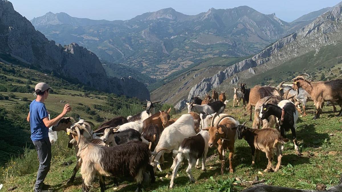 El ganadero allerano Sergio García con su rebaño de cabras