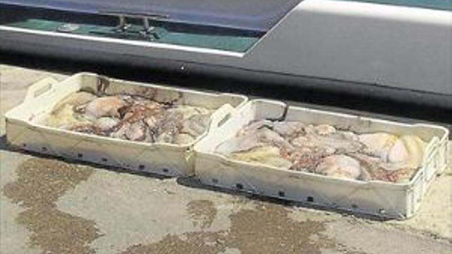 Vuelve la polémica tras detectarse pesca ilegal de pulpo capturado en pleno paro biológico en Alcalà