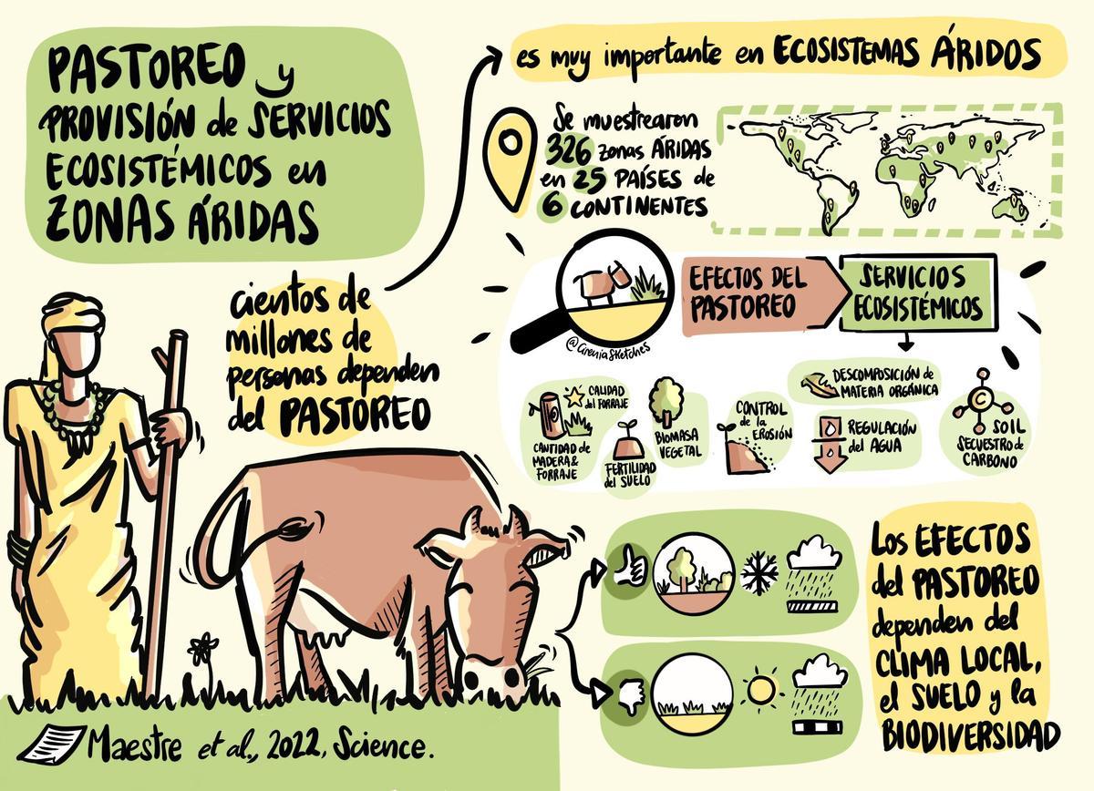 Esquema ilustrativo del estudio mundial liderado por la UA sobre las zonas de pastoreo ante el cambio climático.