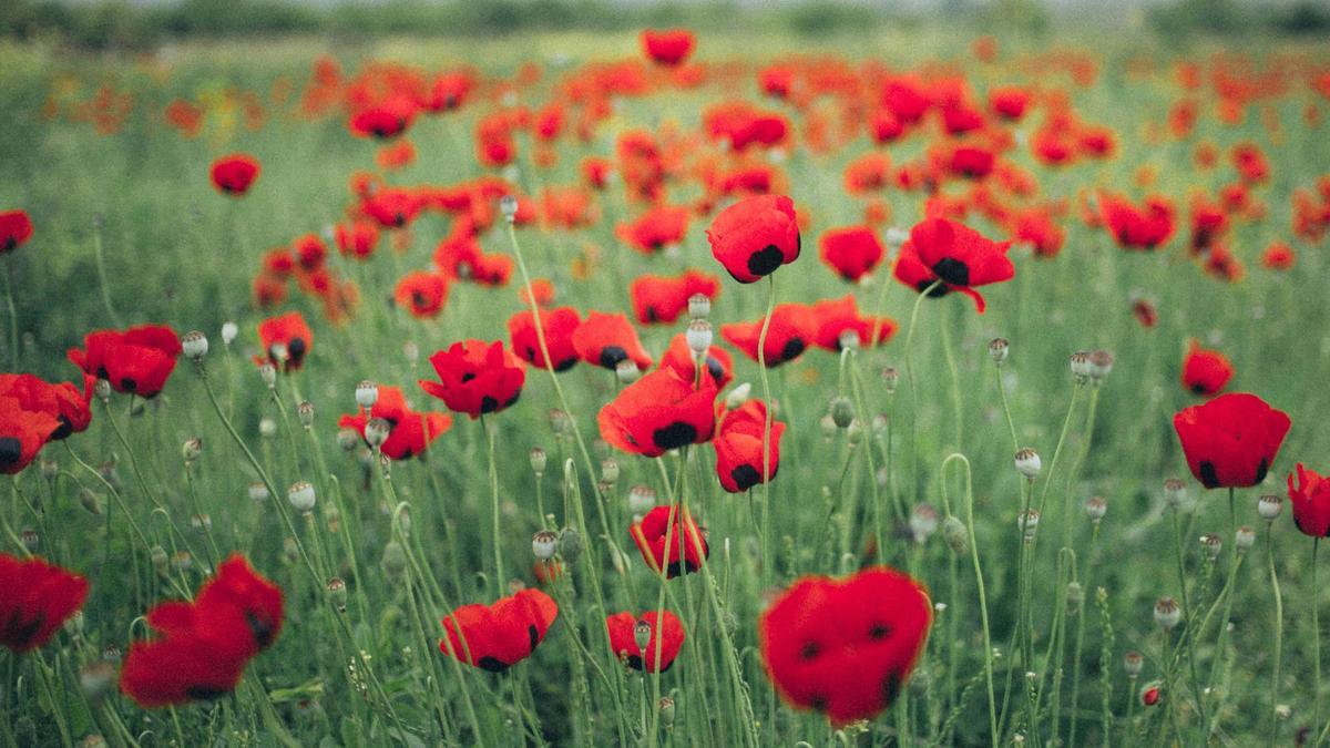 Campo de amapolas.