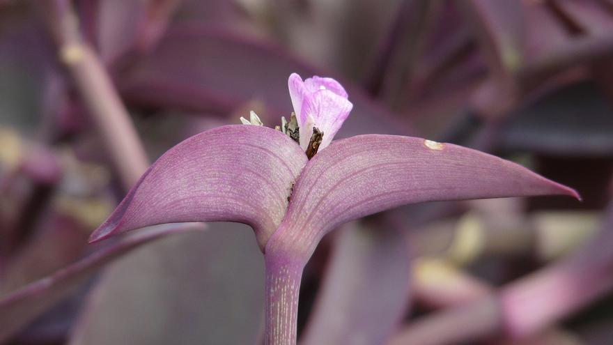 Tradescantia pallida: la planta con hojas púrpuras que te enamorará