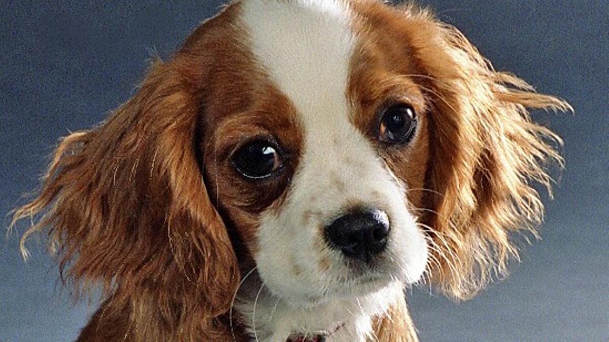 Cavalier king charles spaniel.