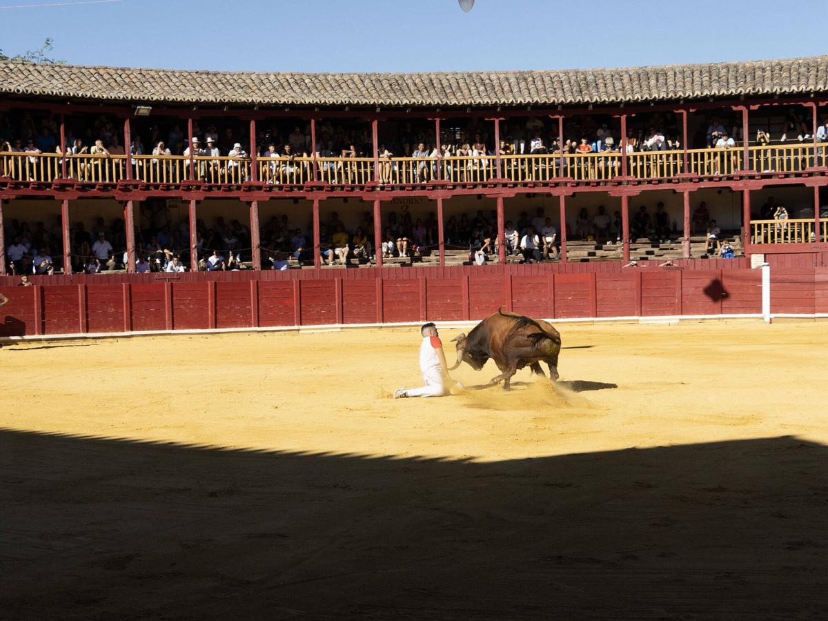 Concurso de cortes, Toro 2026