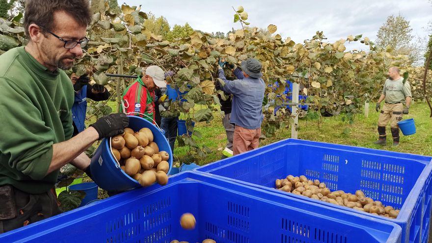 Los productores de kiwi prevén recoger unas 3.500 toneladas en esta campaña